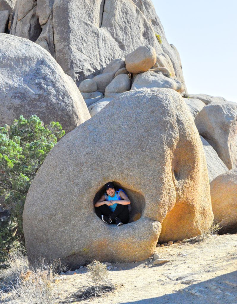 joshua-tree-in-a-rock