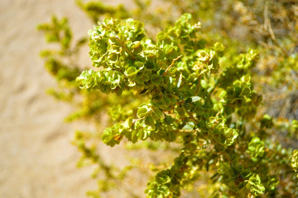 joshua-tree-shrubs