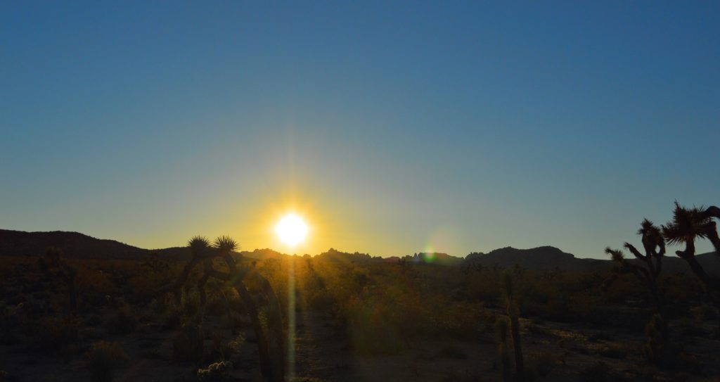 joshua-tree-sunset-1