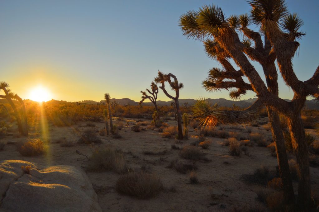 joshua-tree-sunset-4