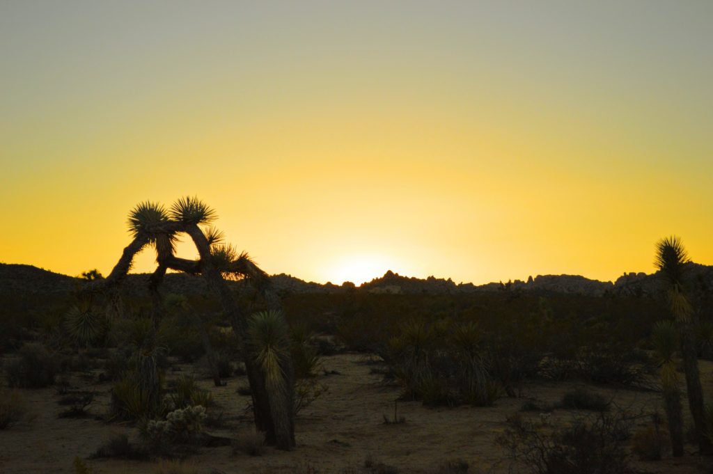 joshua-tree-sunset-5