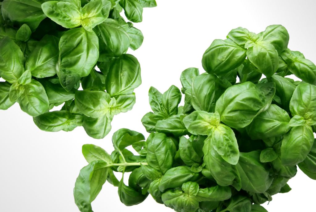Green Plant Food