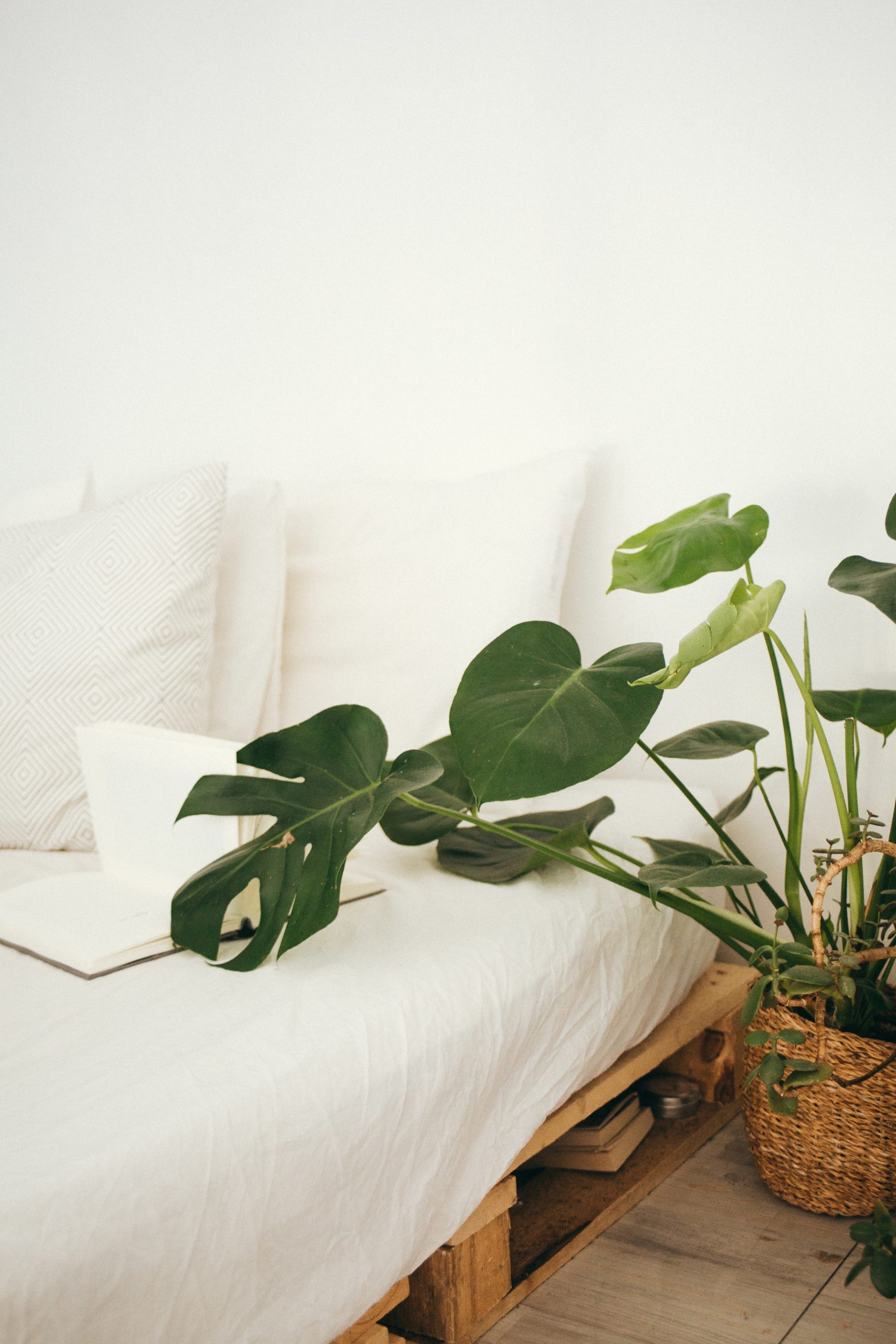 House plants that will grow well in the fall. #HousePlants #Monstera #SnakePlant #IndoorPlant #TheDimpleLife