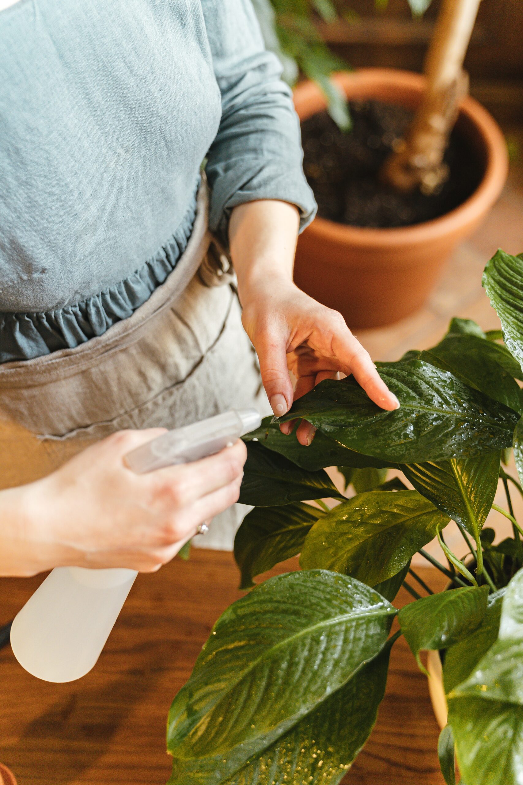Caring for plants throughout changing seasons takes patience and intentional effort. Learn the tips it takes to manage your indoor plants throughout the seasons.